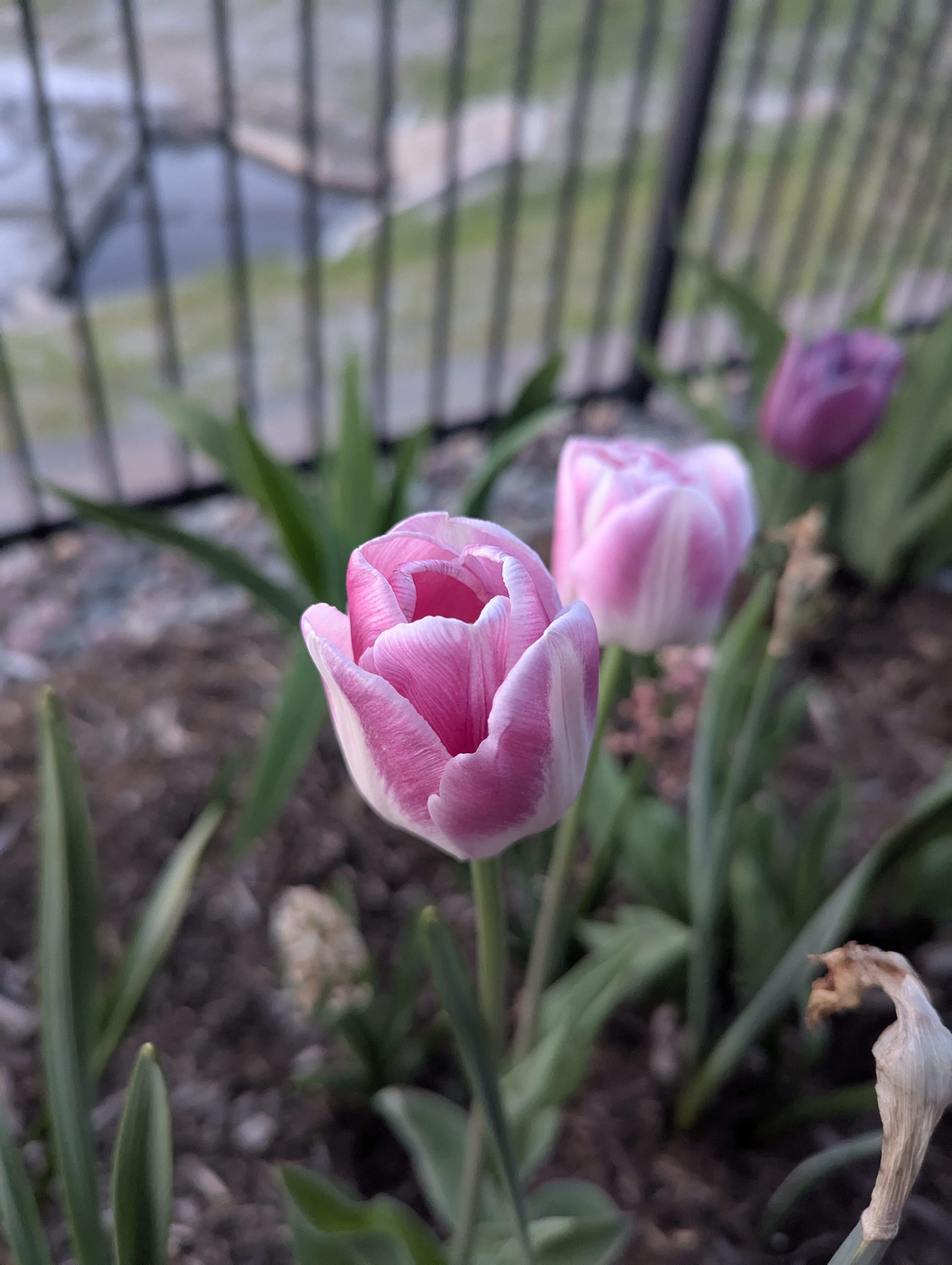 Garden, Flowers, Morrison, Colorado
